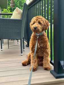F1 Mini Goldendoodle Milo of Shadow & Tyke